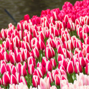 Tulipa darwin hybrid candy apple Delight - 8 Tulipes Darwin Candy Apple Delight - Tulipe