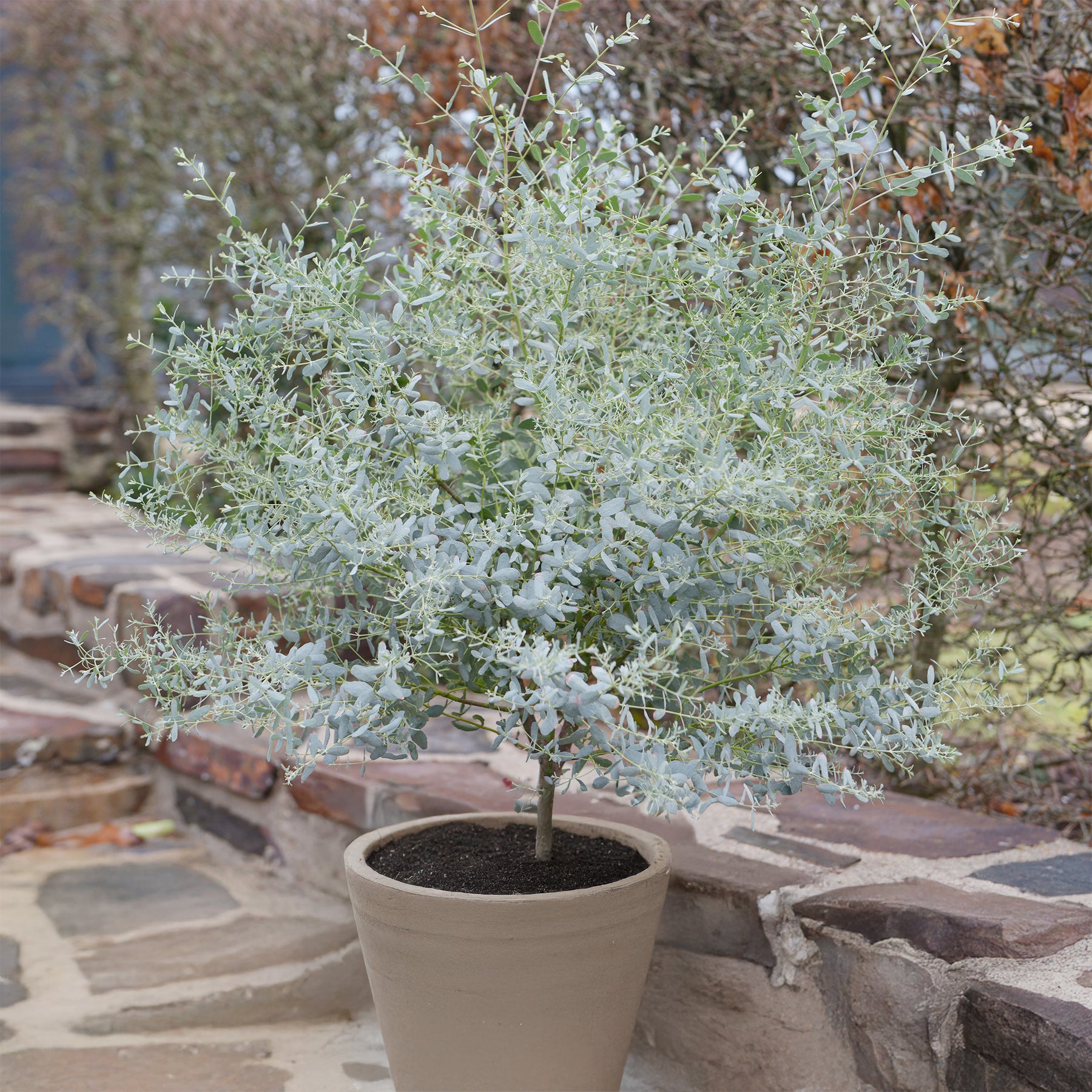 Eucalyptus gunnii France Bleu ® Rengun - Willemse
