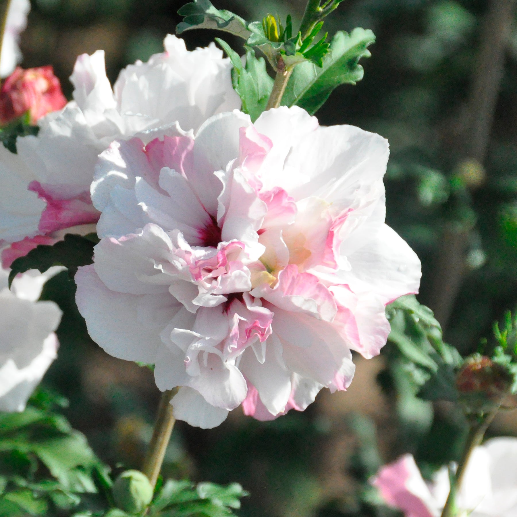 Hibiscus de jardin French Cabaret® Pastel - Willemse