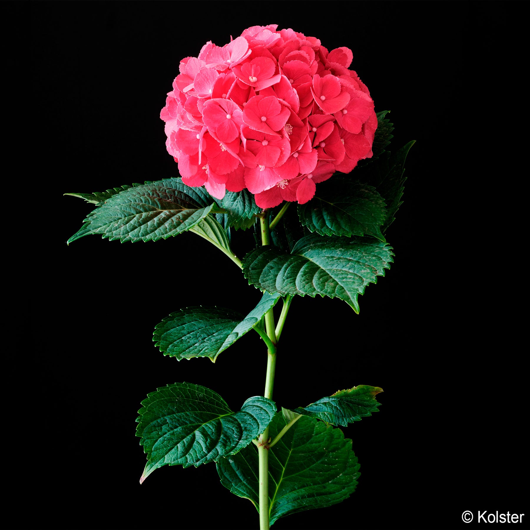 Hydrangea macrophylla Red ever belles ® 'hortmallegretto' - Hortensia Red ever belles ®  - Hortensia à grandes feuilles