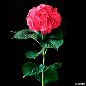 Hydrangea macrophylla Red ever belles ® 'hortmallegretto' - Hortensia Red ever belles ®  - Hortensia à grandes feuilles