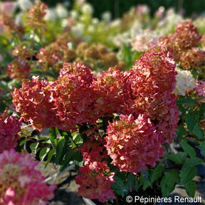 Hortensia paniculé Metalica® renmeta - Hydrangea paniculata Metalica® renmeta - Willemse