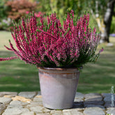 3 Bruyères d'été - Willemse