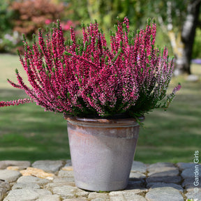 3 Bruyères d'été - Willemse