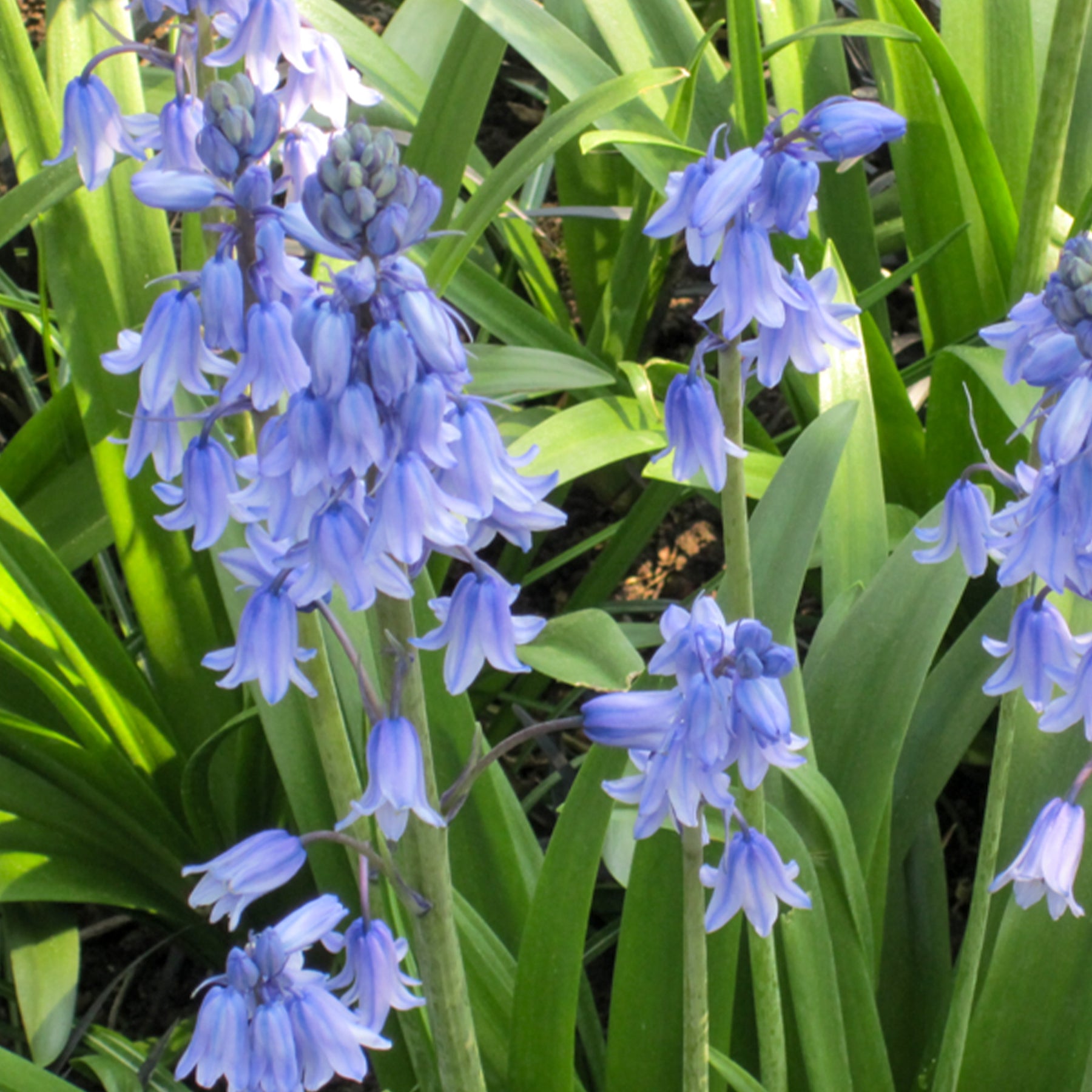Vente Jacinthe des bois bleue - Scilla campanulata blue
