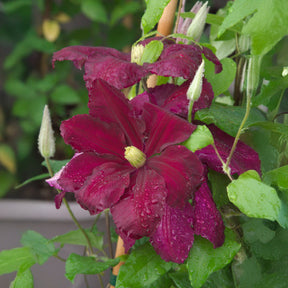 Clematite Niobe Caractéristiques Clématite Niobe Clematis Niobe Clematis Niobo Achat Clematite Niobe Caractéristiques Clématite Niobe Clematis Niobe Clematis Niobo Achat
