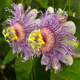 Passiflora à fruits Cooltropics® Eia popeia - Willemse