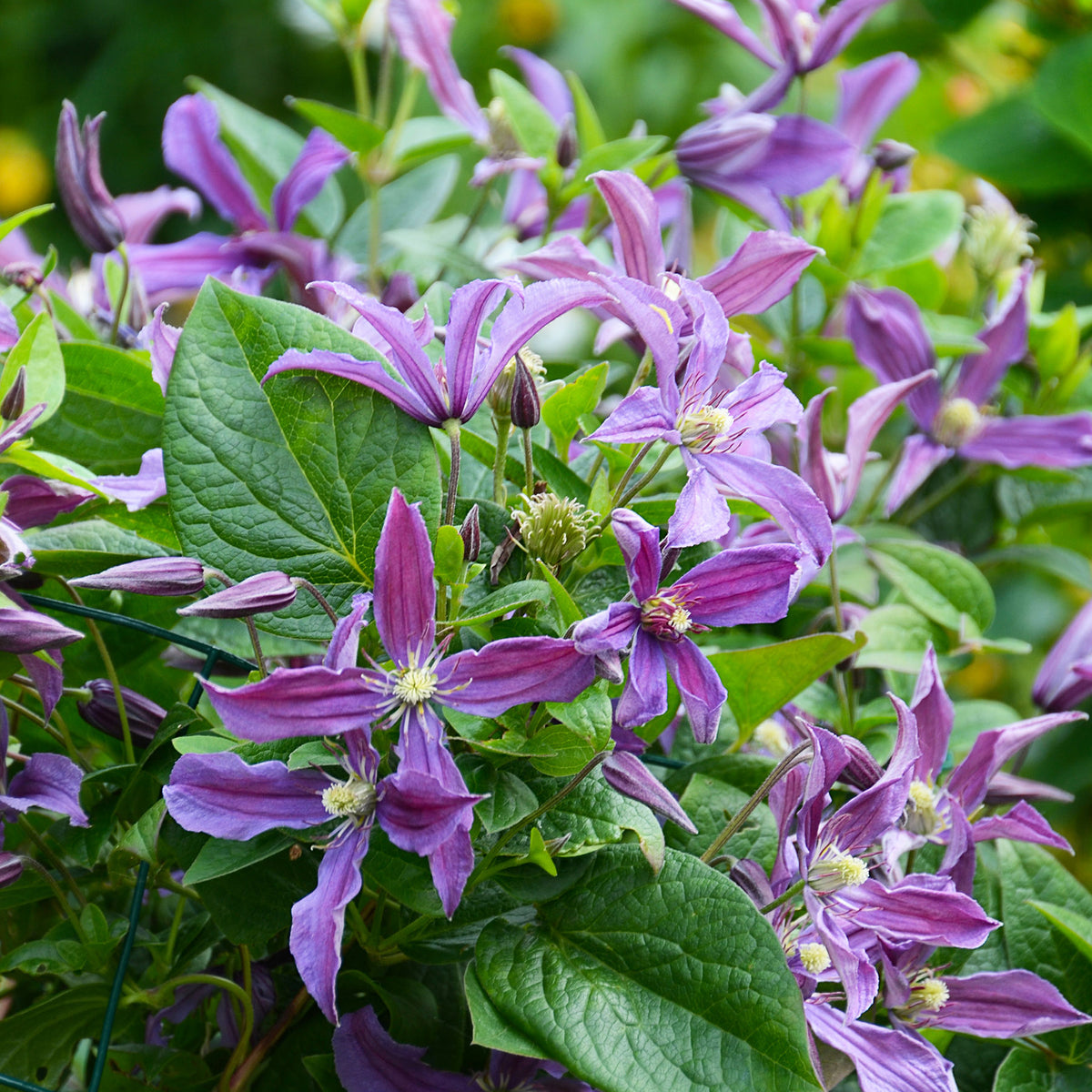Clématite Saphyra® Estrella - Willemse