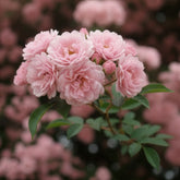 Rosier grimpant de Banks rose - Willemse