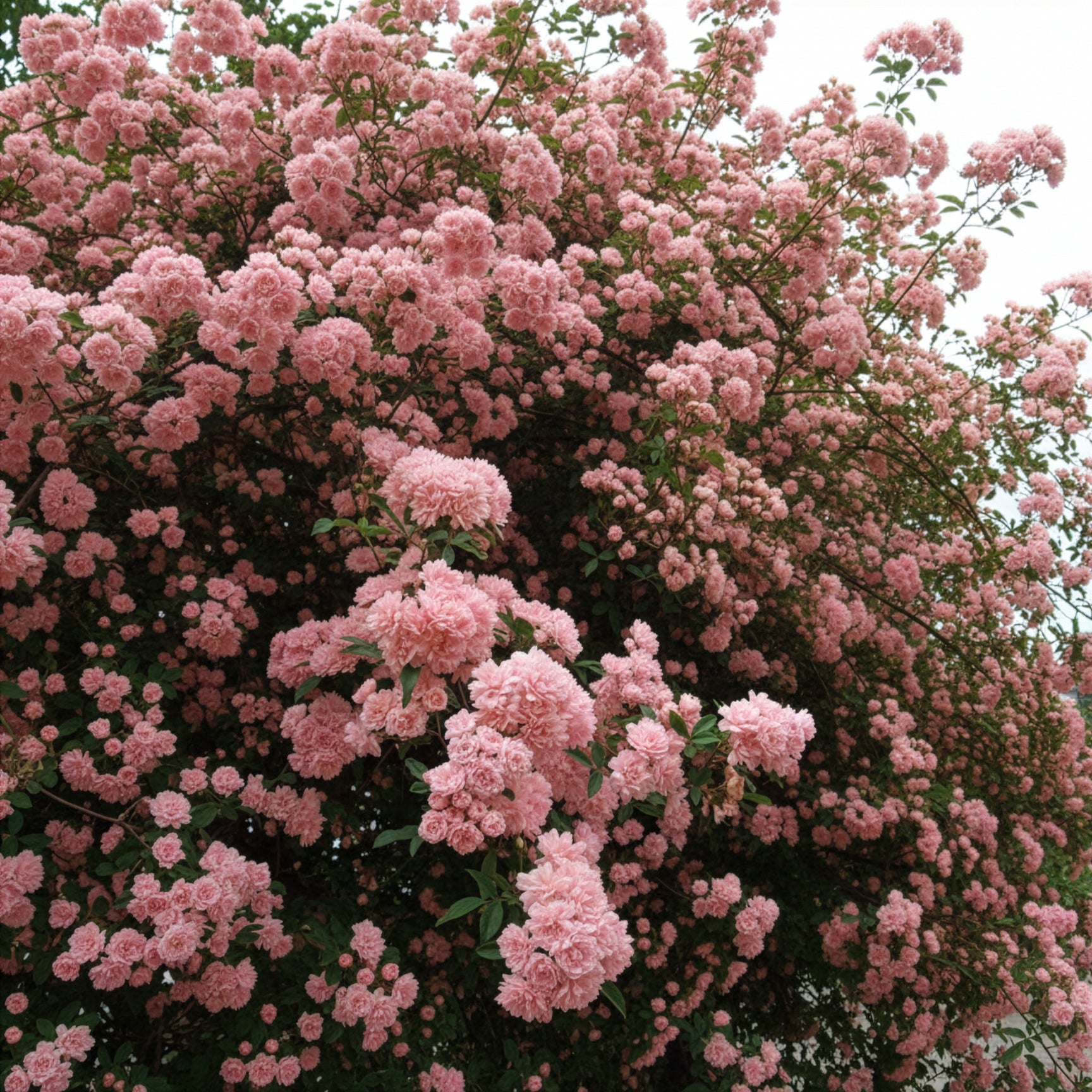 Rosier grimpant de Banks rose - Rosa banksiae Rosea - Willemse