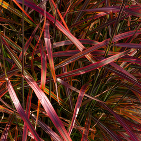 Vente Eulalie Lady in Red - Miscanthus sinensis Lady in Red