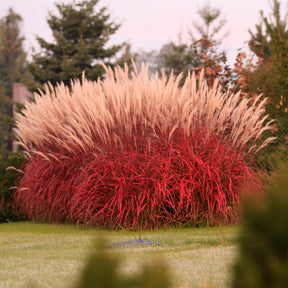 Eulalie - Roseau de Chine - Eulalie Lady in Red - Miscanthus sinensis Lady in Red