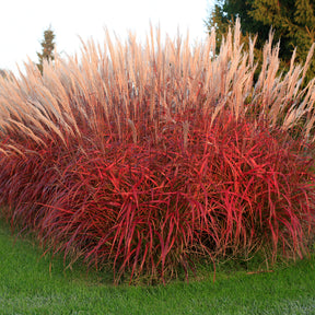 Miscanthus sinensis Lady in Red - Eulalie Lady in Red - Eulalie - Roseau de Chine