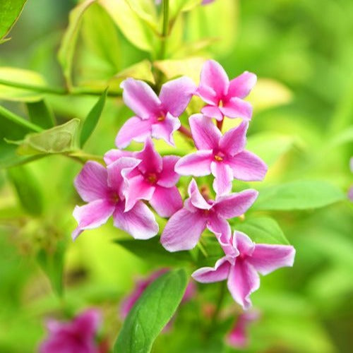 Profitez de la magnifique floraison du jasmin