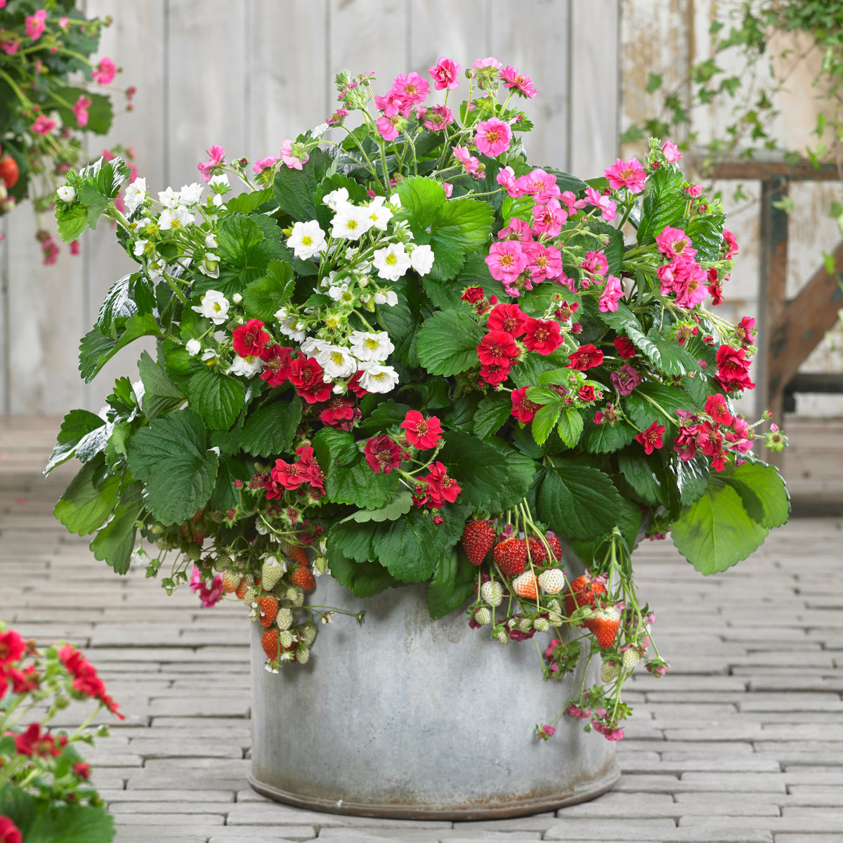 3 Fraisiers à fleurs doubles en mélange - Fragaria Summer Breeze (red, pink + white) - Plantes