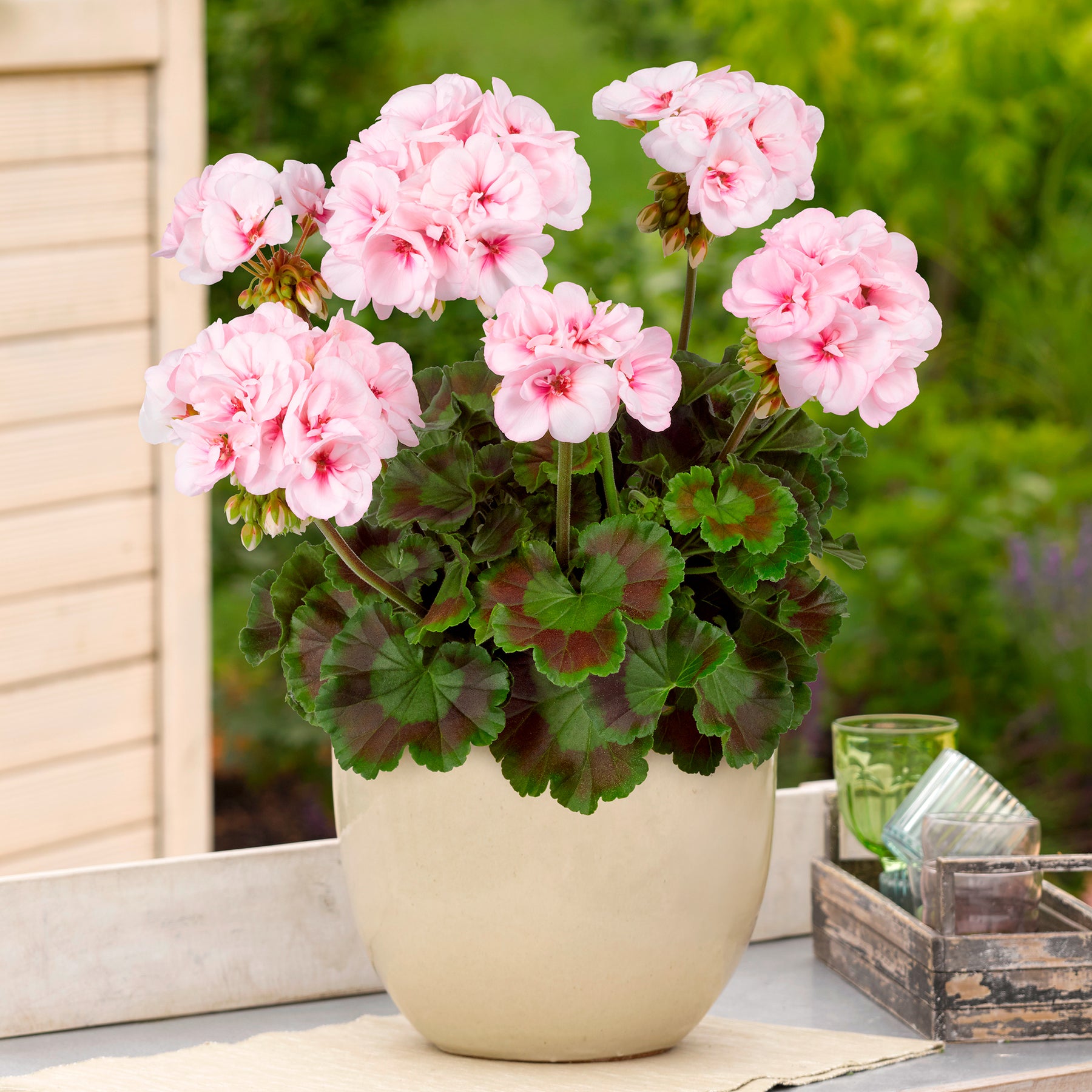 Vente Geranium zonale Estelle - Pelargonium zonale Estelle