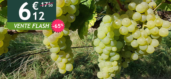 La vigne chasselas de Fontainebleau
est à  -65%  soit  6,12€  
au lieu de 17,50€ ! 