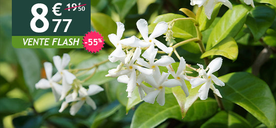 Le Jasmin étoilé est à -55% soit 8,77€ au lieu de 19,50€ pendant 2 jours !