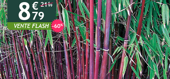 Le Bambou à cannes rouges est à -60% soit 8,79€ au lieu de 21,99€! 