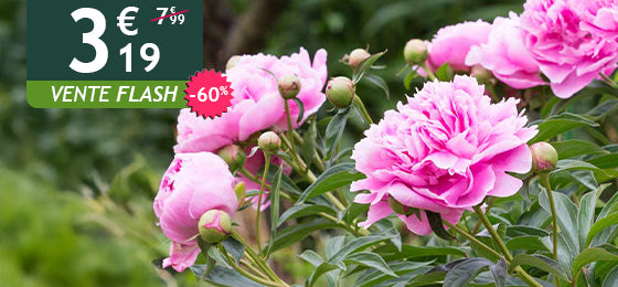La Pivoine rose est à -60% soit 3,19€ au lieu de 7,99€ pendant deux jours !