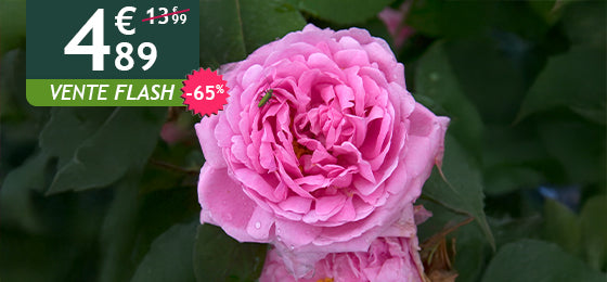 Le rosier Comte de Chambord est à -65% soit 4,89€ au lieu de 13,99€ !