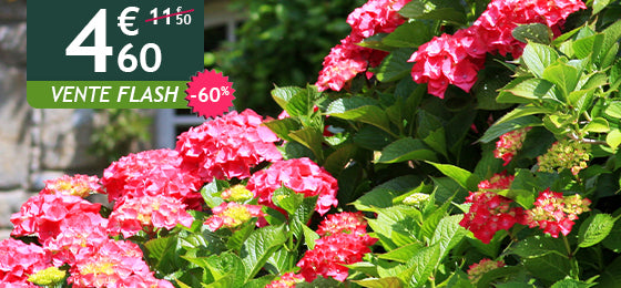 L'Hortensia rouge est à -60% soit 4,60€ au lieu de 11,50€ !