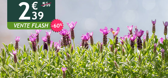 La lavande papillon est à -60% soit 2,39€ au lieu de 5,99€ !