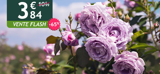 Le rosier grimpant Indigoletta est à -65% soit 3,84€ au lieu de 10,99€ !