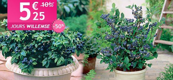 Le Myrtillier Top Hat est à -50% de remise