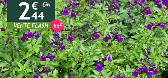 La sauge violette de Loire est à -65% soit 2,44€ au lieu de 6,99€ !