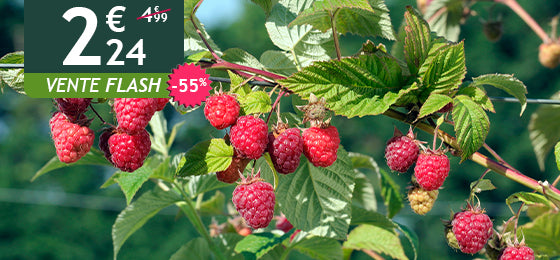 Le framboisier remontant Heritage
est à  -55%  soit  2,24€  
au lieu de 4,99€ ! 