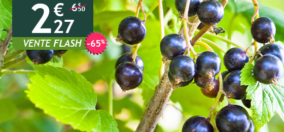 Le cassissier à gros fruits est à -65% soit  2,27€ au lieu de 6,50€ ! 