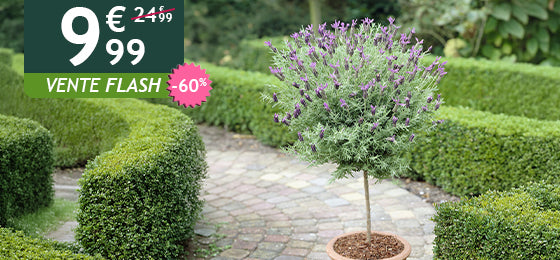 La lavande papillon sur tige est à -60% soit 9,99€ au lieu de 24,99€ !