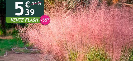 Le lot de 2 herbes aux épis roses est à -55% soit  5,39€ au lieu de 11,99€ !