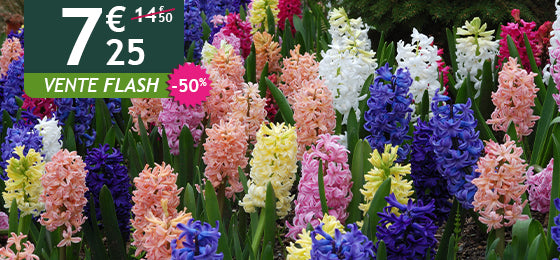 Le lot de 10 Jacinthes en mélange est à -50%  soit  7,25€  au lieu de 14,50€ !