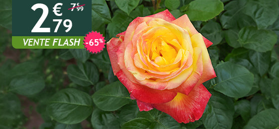 Le rosier buisson bicolore est à -65% soit 2,79€ au lieu de 7,99€ !