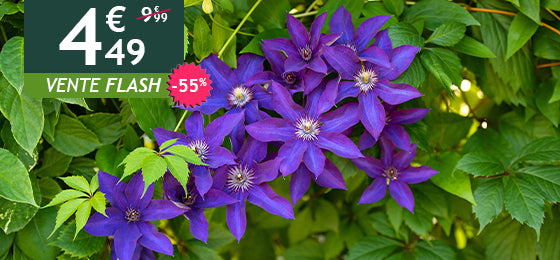 La clématite président est à -55% soit 4,49€ au lieu de 9,99€ !