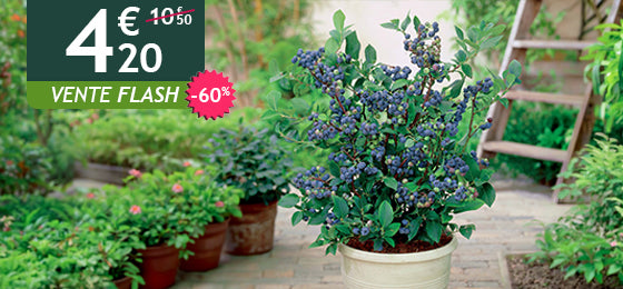 Le Myrtillier Top Hat à -60% soit 4,20€ au lieu de 10,50€ !