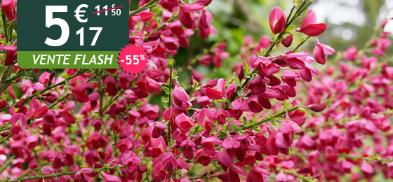 Le genêt rouge est à -55% soit 5,17€ au lieu de 11,50€ jusqu'à demain !