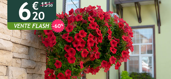 Le lot de 3 pétunias retombants est à -60% soit  6,20€ au lieu de 15,50€ !