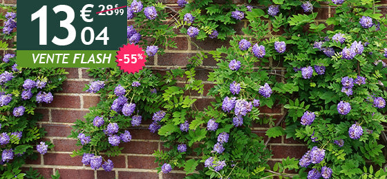 La glycine Toujours en fleurs est à -55% soit 13,04€ au lieu de 28,99€ ! 