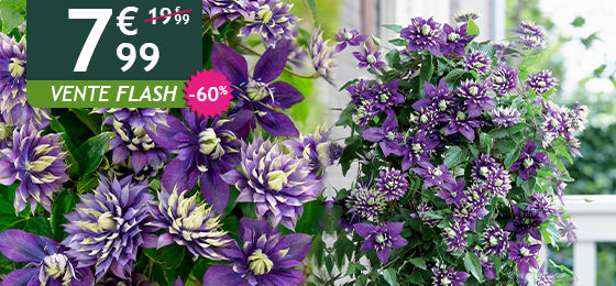 La clématite Taïga est à -60% soit  7,99€ au lieu de 19,99€ !