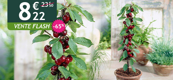 Le mini-cerisier Sylvia est à -65%  soit  8,22€ au lieu de 23,50€ 