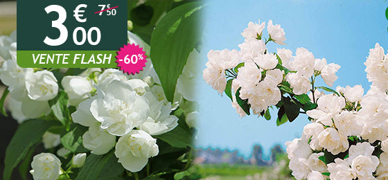 Le seringat viriginal est à -60% soit 3,00€ au lieu de 7,50€ 