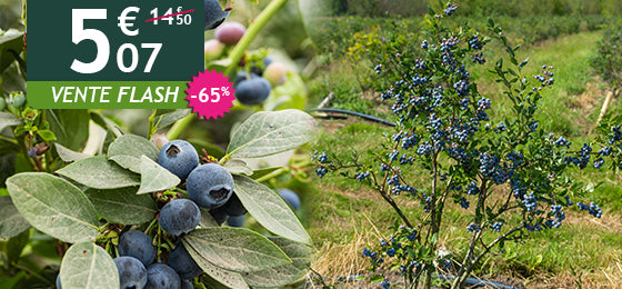Le Myrtillier Vitaminos est à -65% soit 5,07€ au lieu de 14,50€!