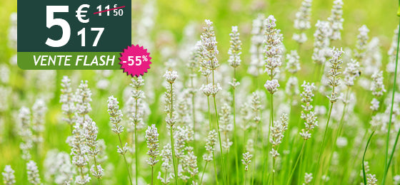 Le lot de 2 lavandes blanches est à -55% soit 5,17€ au lieu de 11,50€ !