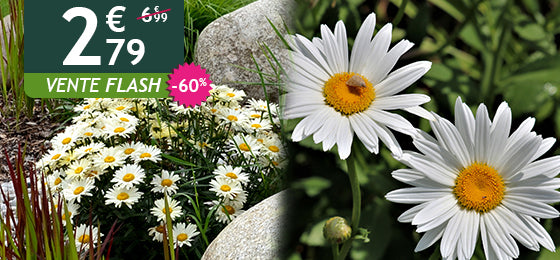 La marguerite d'été est à -60% soit  2,79€ au lieu de 6,99€ !