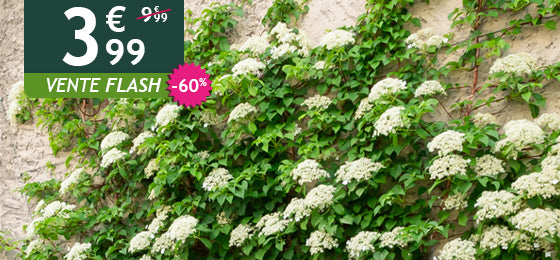 L'hortensia grimpant est à -60% soit 3,99€ au lieu de 9,99€ !