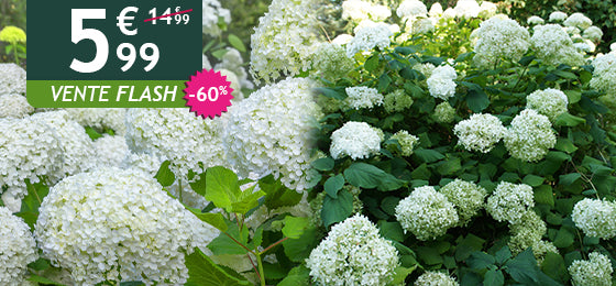 L’hortensia Annabelle est -60% soit 5,99€ au lieu de 14,99€
