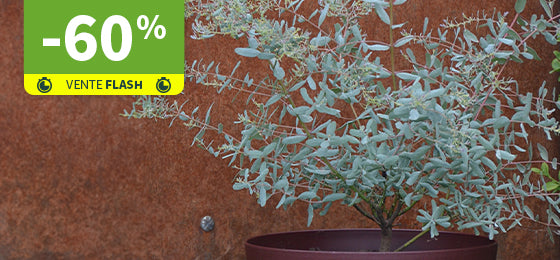 L'Eucalyptus gunnii France bleu est à -60% aujourd'hui seulement !